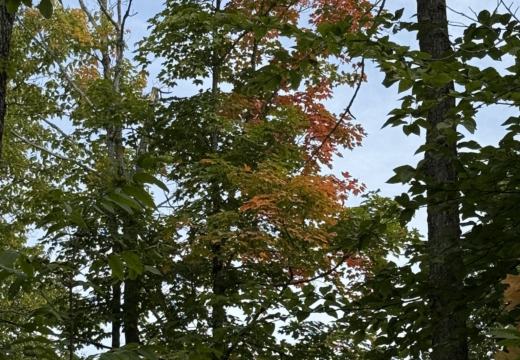 Photograph from Brandin's property in northern Maine