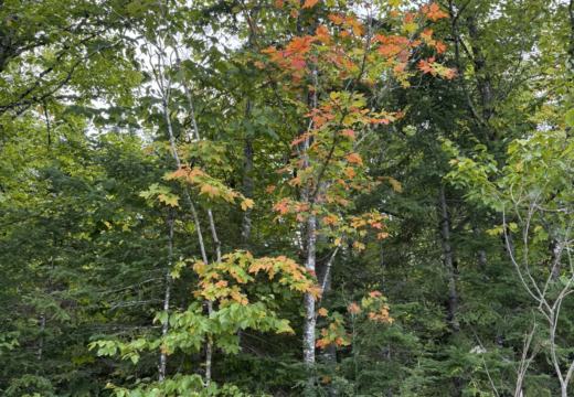 Photograph from Brandin's property in northern Maine