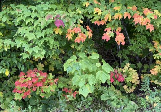Photograph from Brandin's property in northern Maine