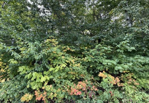 Photograph from Brandin's property in northern Maine
