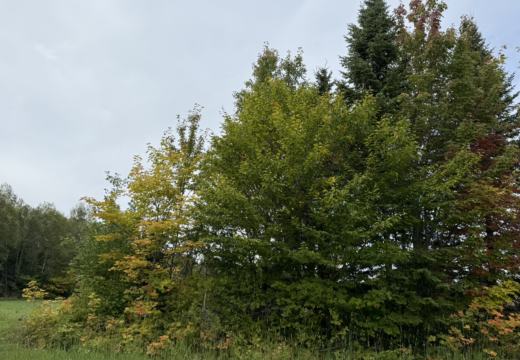 Photograph from Brandin's property in northern Maine