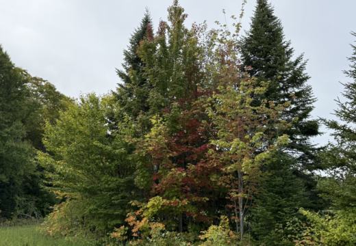 Photograph from Brandin's property in northern Maine