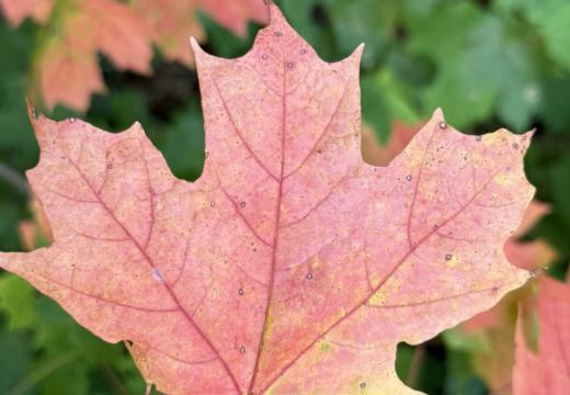 Photograph from Brandin's property in northern Maine