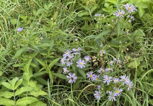 Photograph from Brandin's property in northern Maine