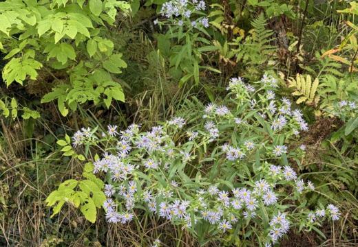 Photograph from Brandin's property in northern Maine