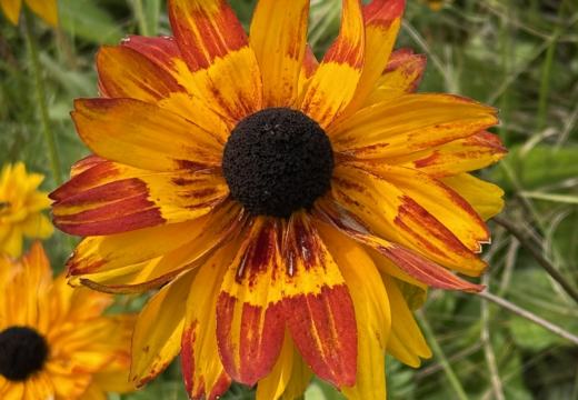 Photograph from Brandin's property in northern Maine