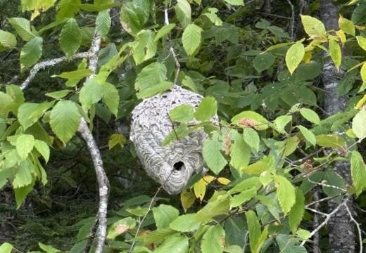 Photograph from Brandin's property in northern Maine