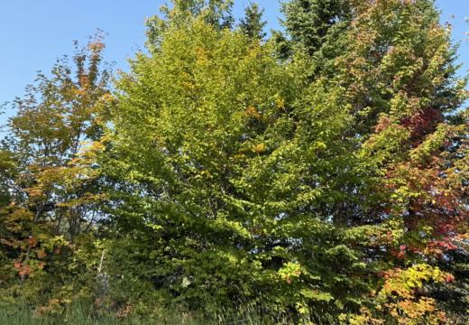 Photograph from Brandin's property in northern Maine