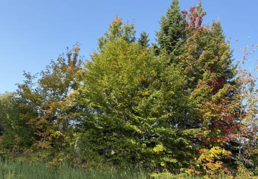 Photograph from Brandin's property in northern Maine