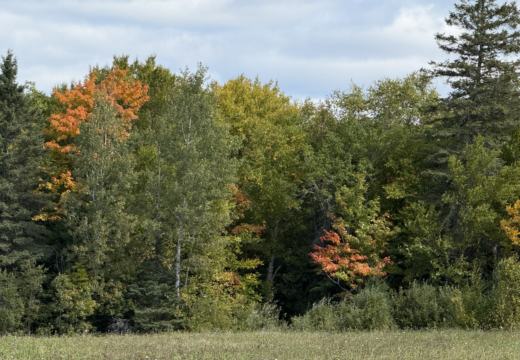 Photograph from Brandin's property in northern Maine