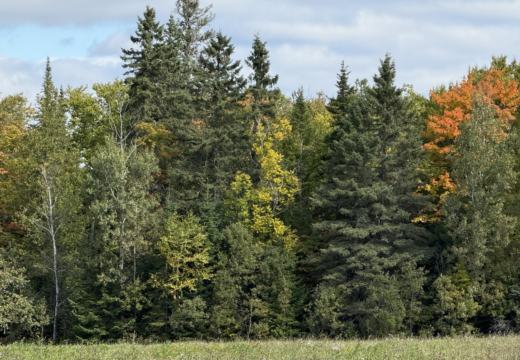 Photograph from Brandin's property in northern Maine