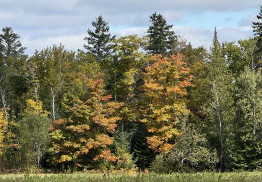 Photograph from Brandin's property in northern Maine