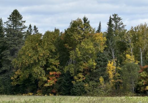 Photograph from Brandin's property in northern Maine