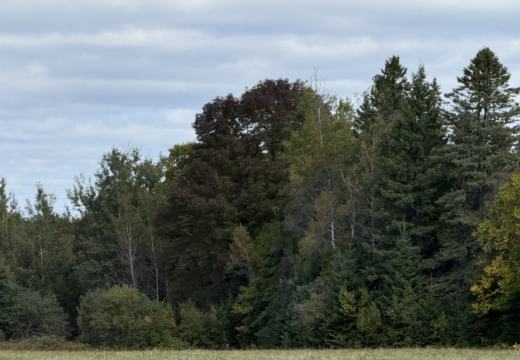 Photograph from Brandin's property in northern Maine