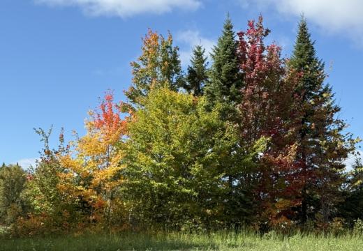 Photograph from Brandin's property in northern Maine