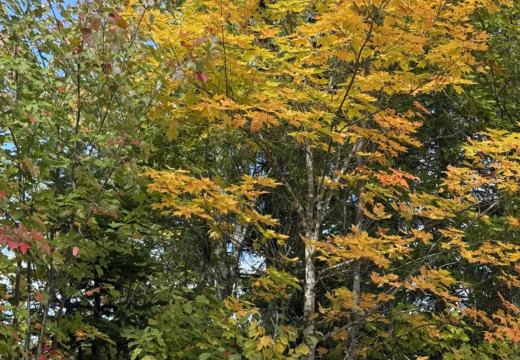 Photograph from Brandin's property in northern Maine