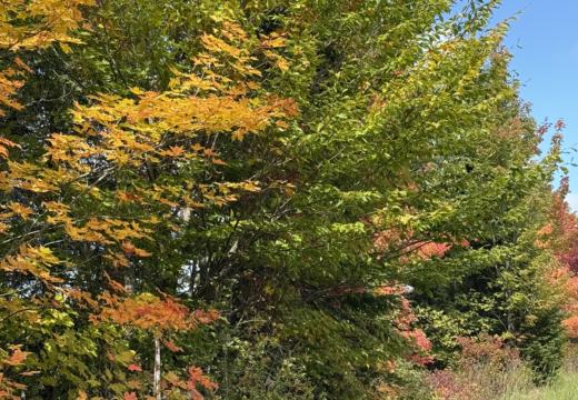 Photograph from Brandin's property in northern Maine