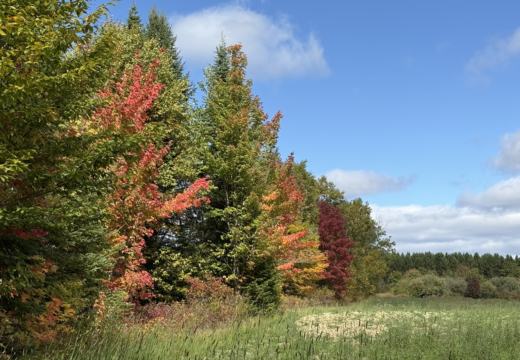 Photograph from Brandin's property in northern Maine