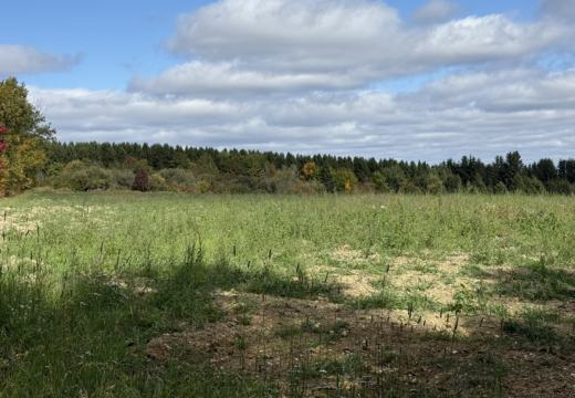 Photograph from Brandin's property in northern Maine