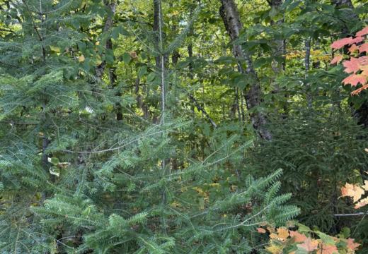 Photograph from Brandin's property in northern Maine