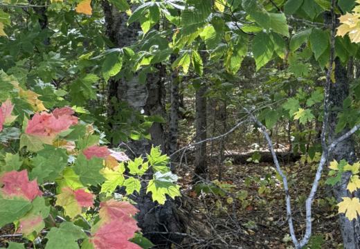 Photograph from Brandin's property in northern Maine