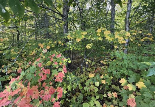 Photograph from Brandin's property in northern Maine