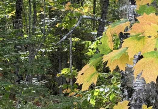 Photograph from Brandin's property in northern Maine