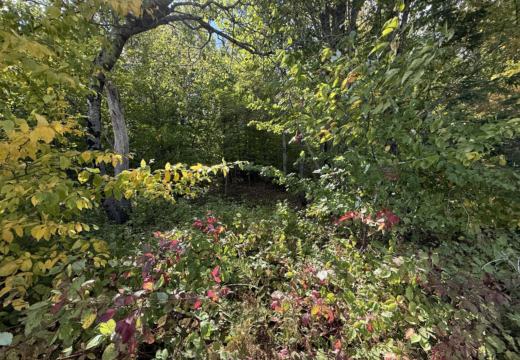 Photograph from Brandin's property in northern Maine