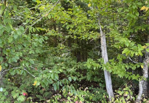 Photograph from Brandin's property in northern Maine