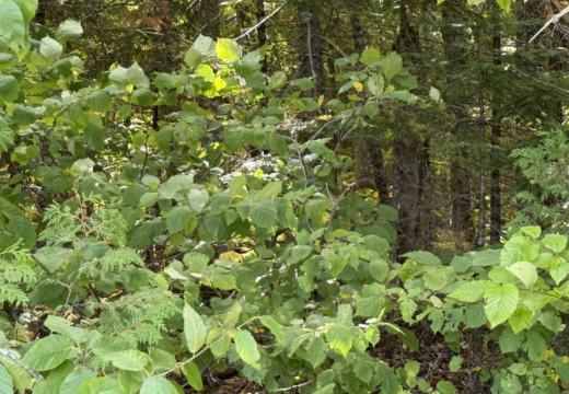 Photograph from Brandin's property in northern Maine
