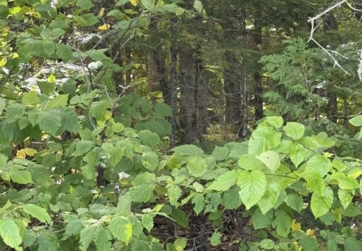 Photograph from Brandin's property in northern Maine