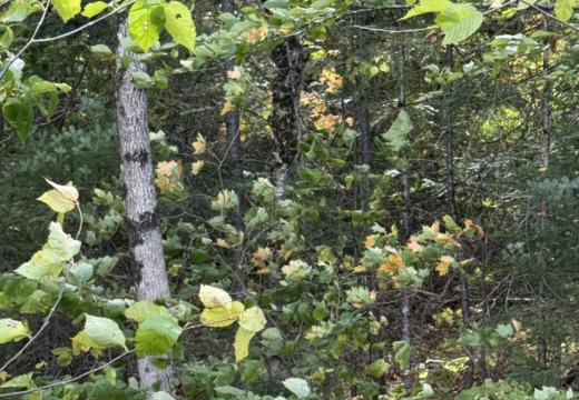 Photograph from Brandin's property in northern Maine