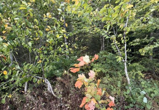 Photograph from Brandin's property in northern Maine