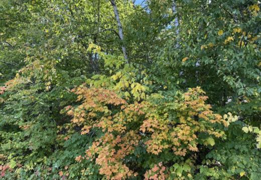 Photograph from Brandin's property in northern Maine
