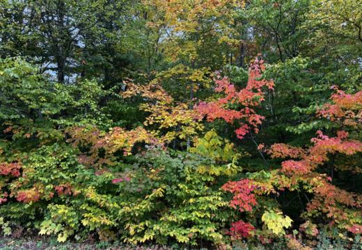 Photograph from Brandin's property in northern Maine