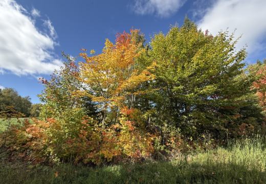 Photograph from Brandin's property in northern Maine