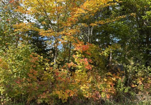 Photograph from Brandin's property in northern Maine