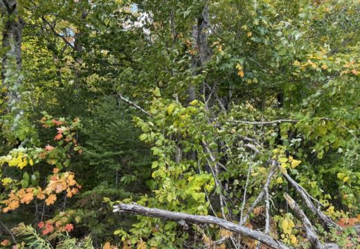 Photograph from Brandin's property in northern Maine