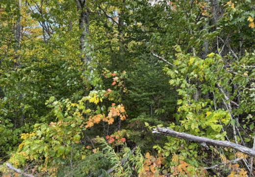 Photograph from Brandin's property in northern Maine