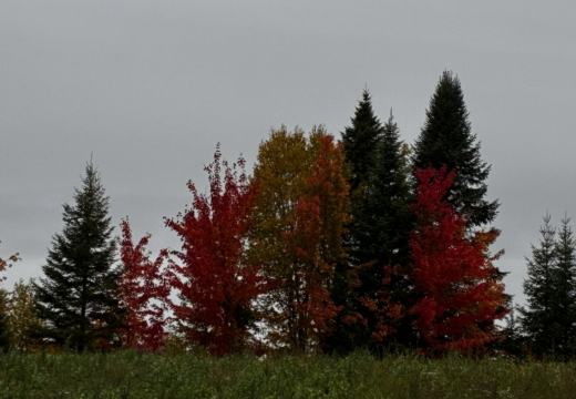 Photograph from Brandin's property in northern Maine