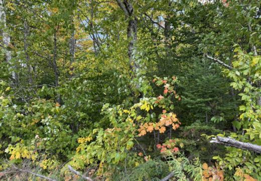 Photograph from Brandin's property in northern Maine