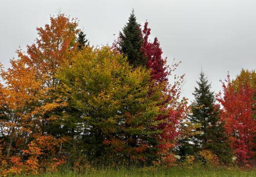 Photograph from Brandin's property in northern Maine