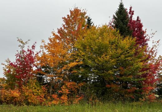Photograph from Brandin's property in northern Maine