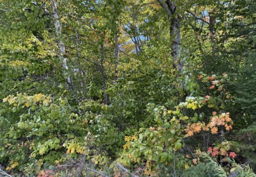 Photograph from Brandin's property in northern Maine
