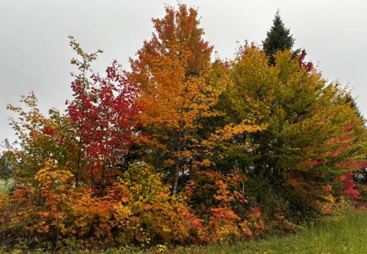 Photograph from Brandin's property in northern Maine