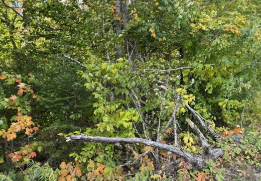 Photograph from Brandin's property in northern Maine