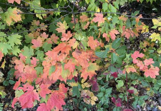 Photograph from Brandin's property in northern Maine