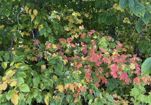 Photograph from Brandin's property in northern Maine