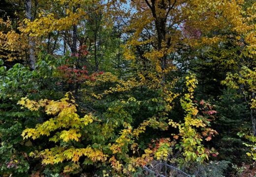 Photograph from Brandin's property in northern Maine