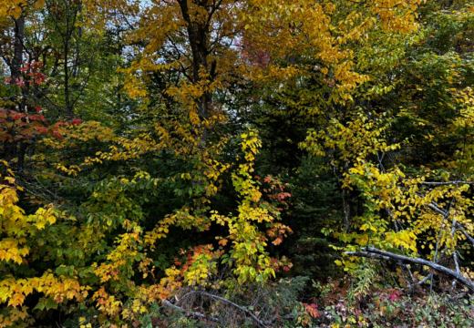 Photograph from Brandin's property in northern Maine